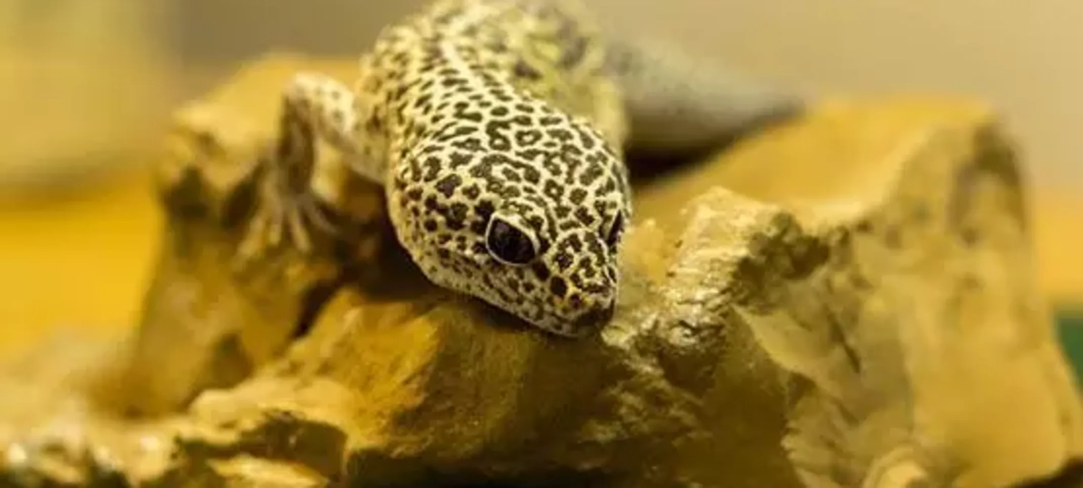 Leo, Leopard Gecko
